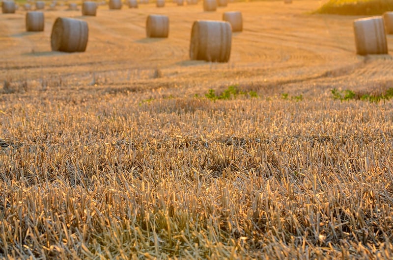 Harvest Feast Options